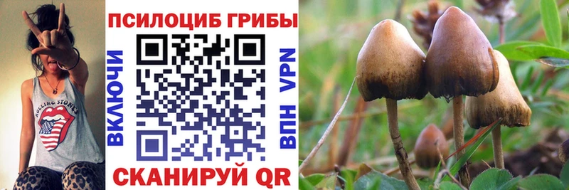 Галлюциногенные грибы Psilocybe  закладки  Берёзовка 
